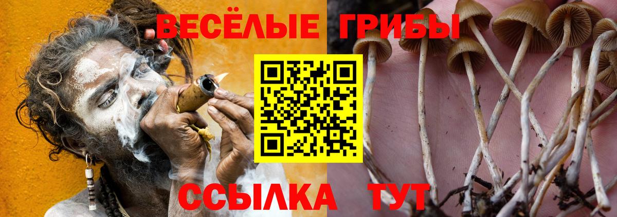 Галлюциногенные грибы GOLDEN TEACHER Лесной